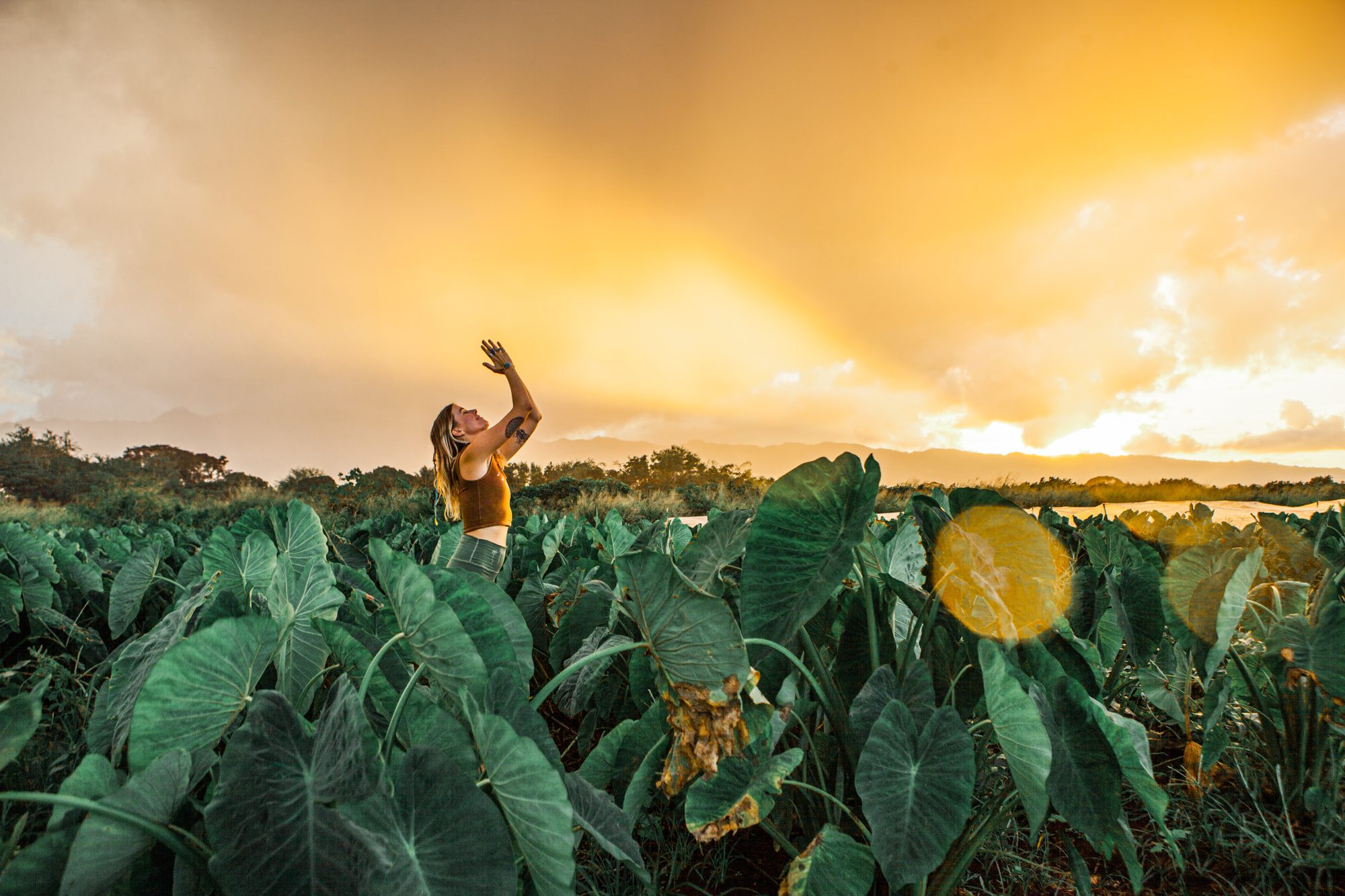 Cassidy reaching toward the sky in a kalo field at golden hour on the Big Island